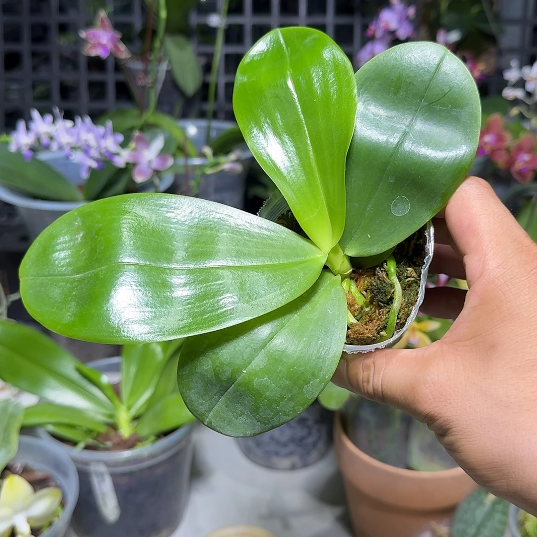 静***石当前无花栽培后可以开花