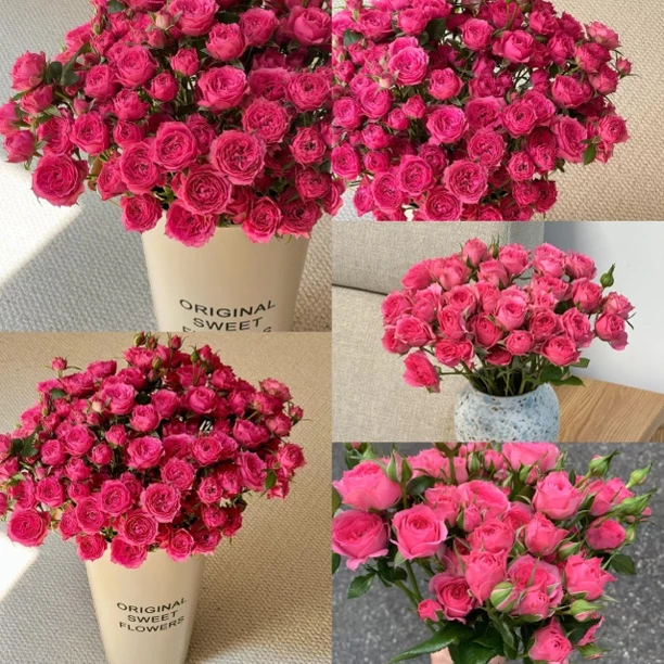 特价【鲜花同城送】5支苏菲多头玫瑰（任意两单有小礼品）