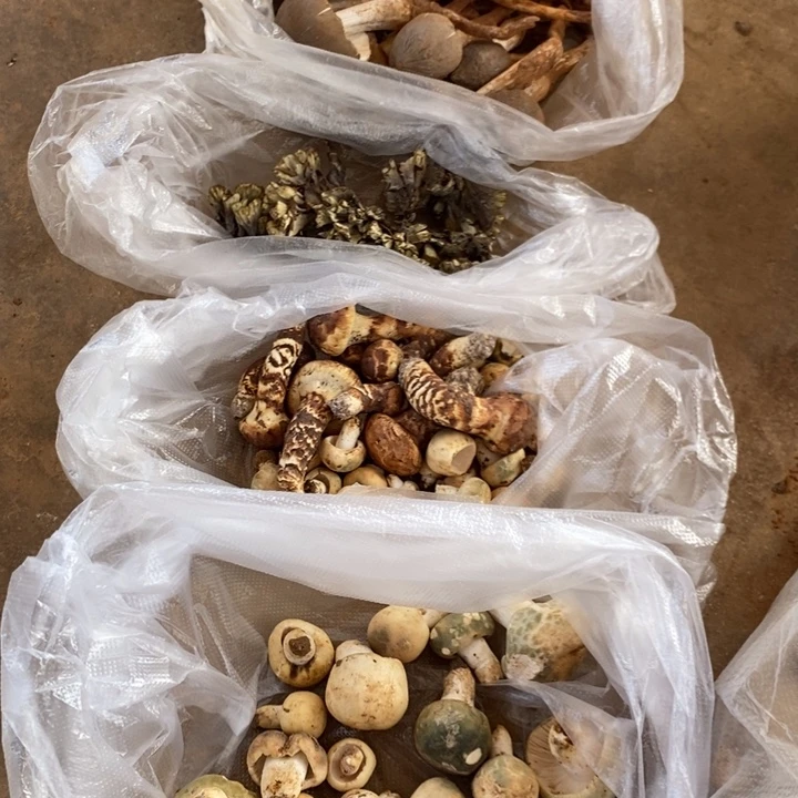 夏***梦中国大陆鸡枞中国大陆