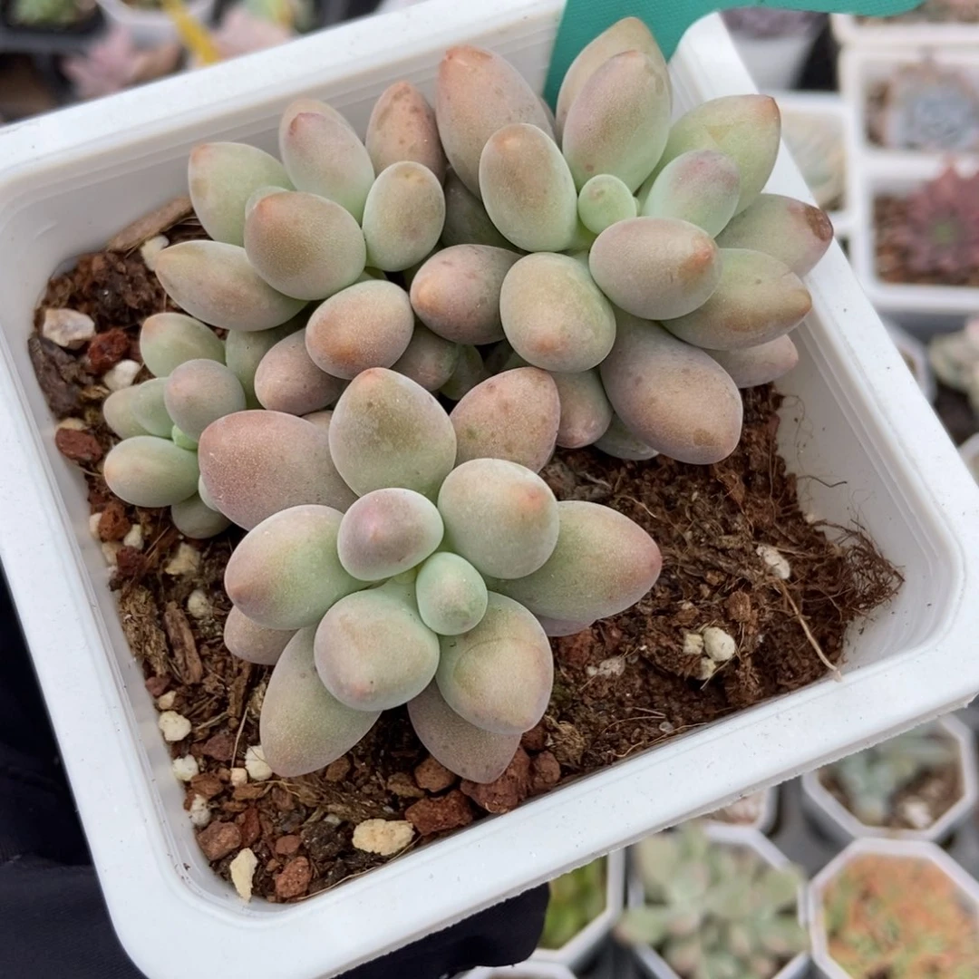 1517粉色恋人多肉植物