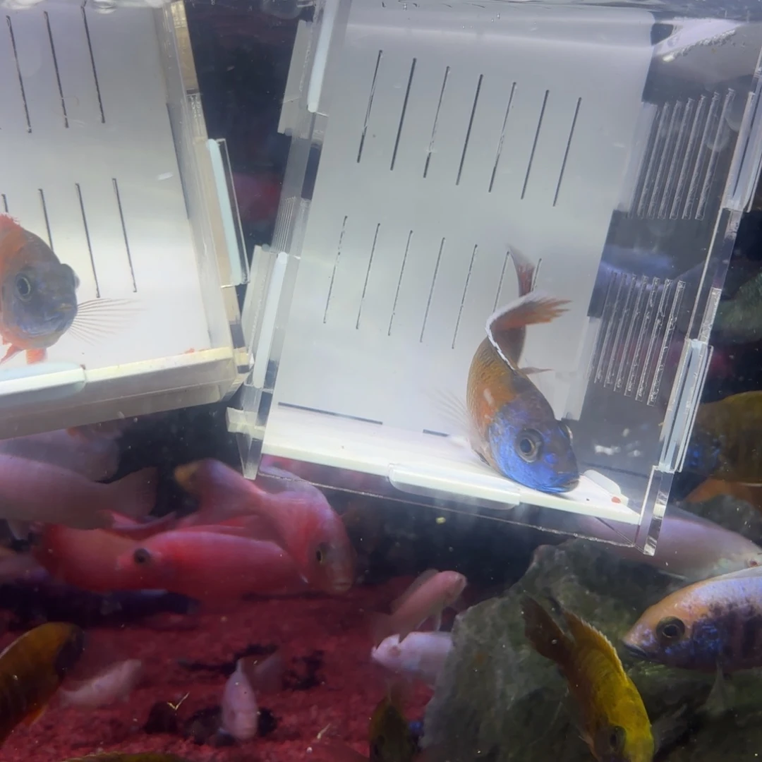 慈鲷鱼直播58号火鸟2条