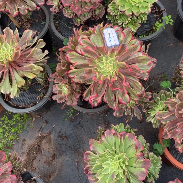 右***豆云南波兰好看6号000