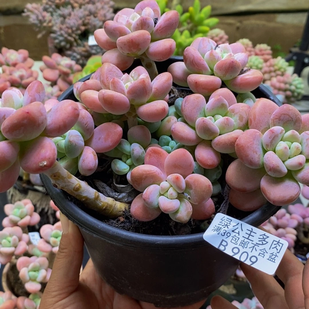 909樱花洛神18cm多肉