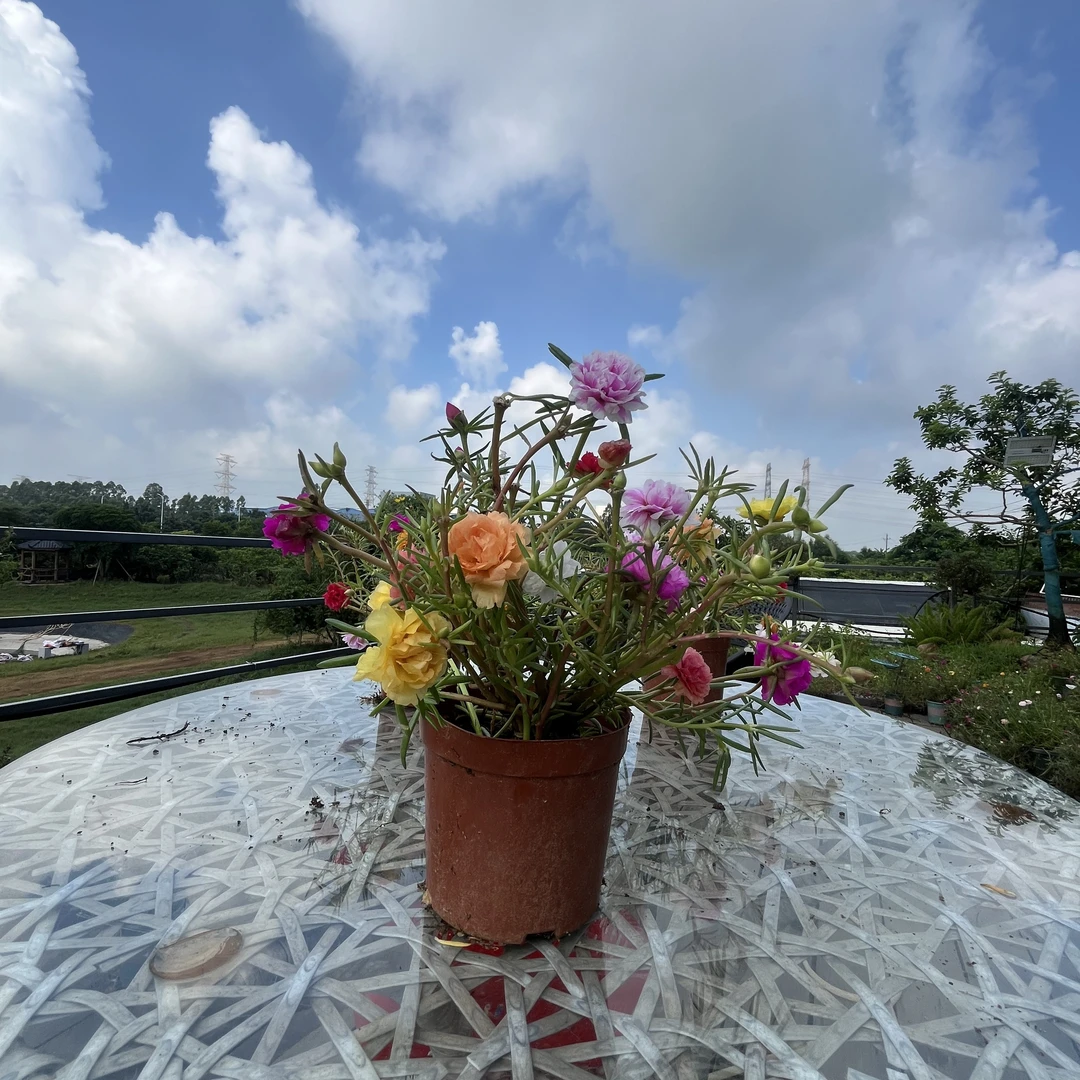 【商家精选】太阳花苗四季开花