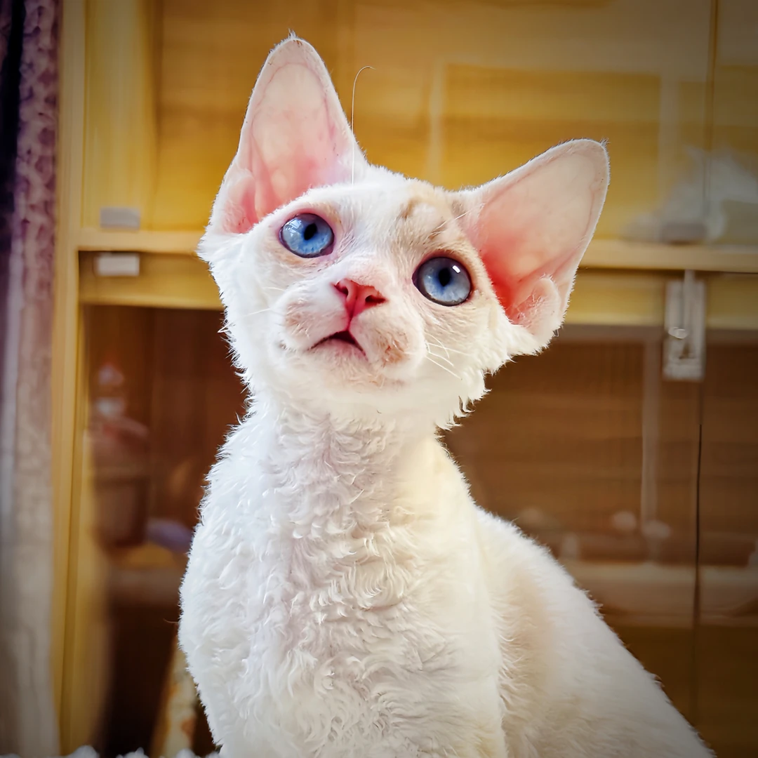 小美家高品质德文卷毛猫咪待售