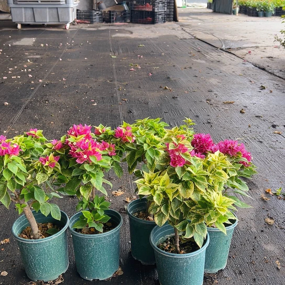 当前无花栽培后可以开花沙斑塔紫掌中宝一颗