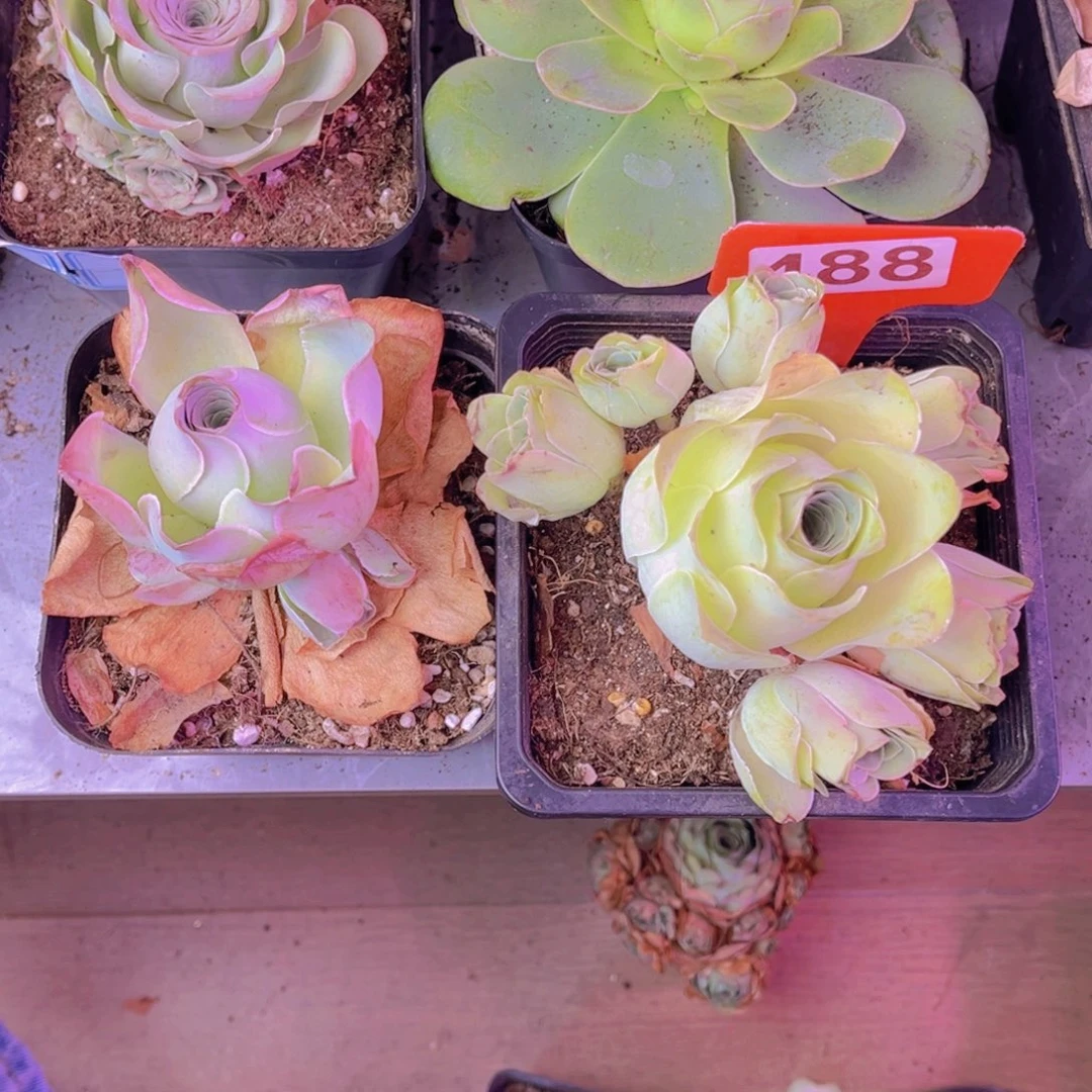 黄***姐单品一物一拍上播福利488号