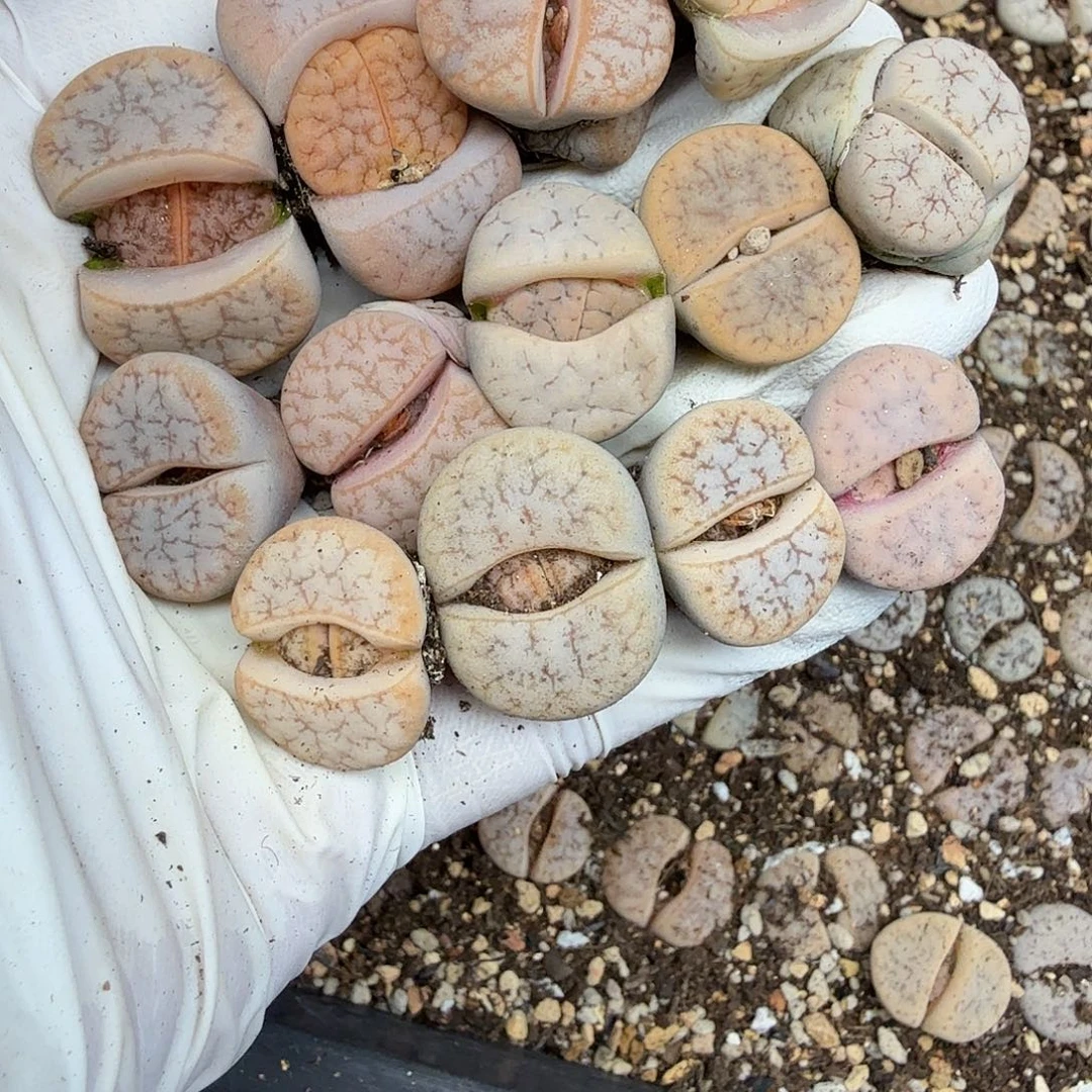 这个点睡一回是有意义哒还是什么020