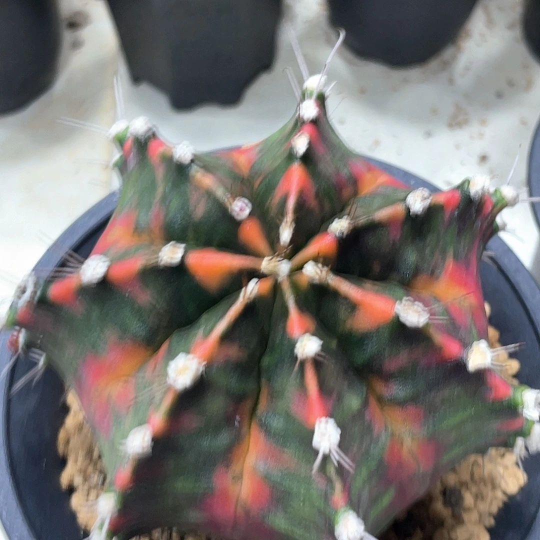 无花朵泰系实生根，红臀锦虎斑锦，干点价