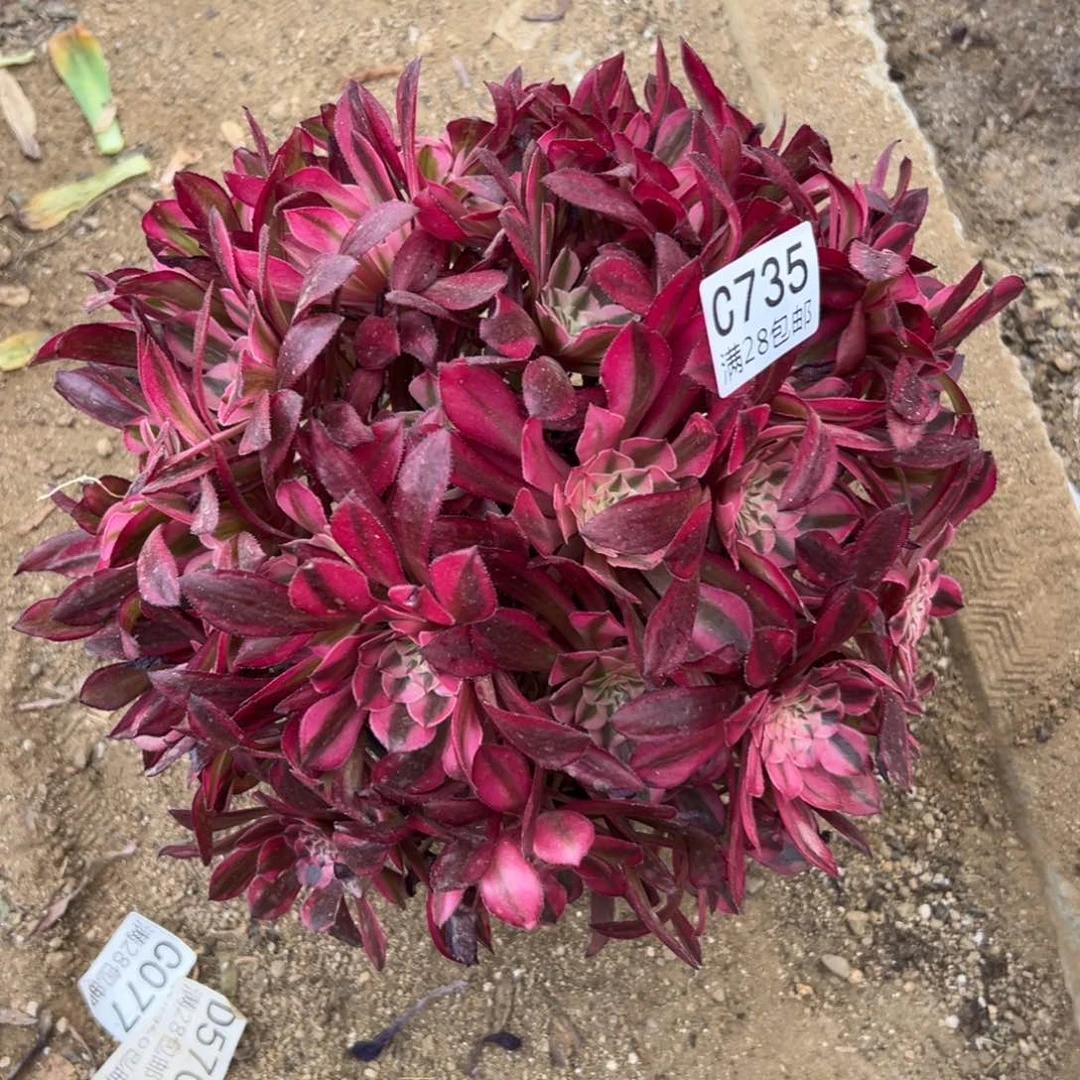 735多肉  铜壶超白红