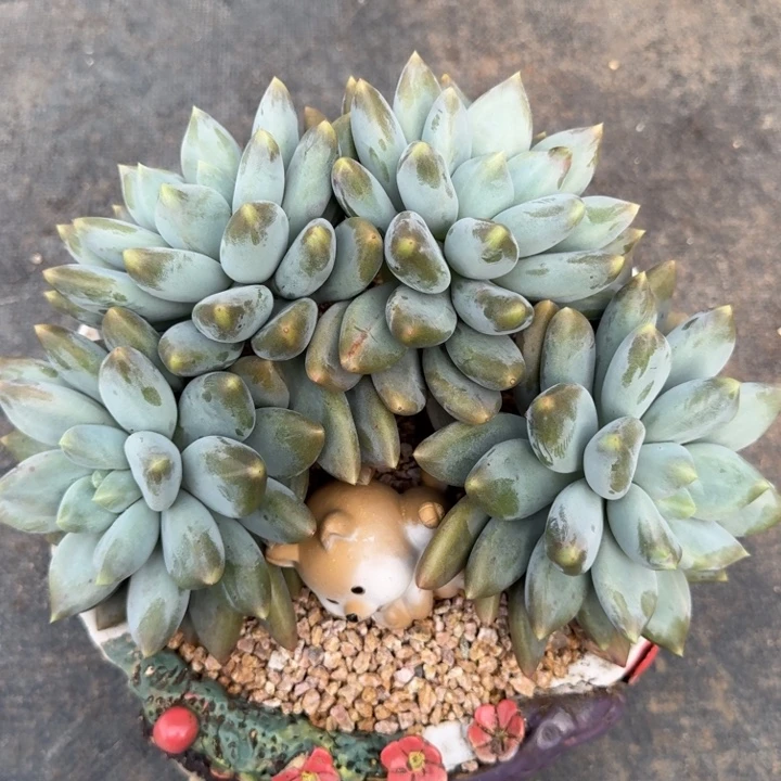 多肉植物哥特萝莉