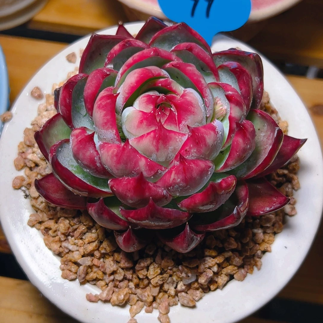 山****树惊鸿仙子一物一拍99号