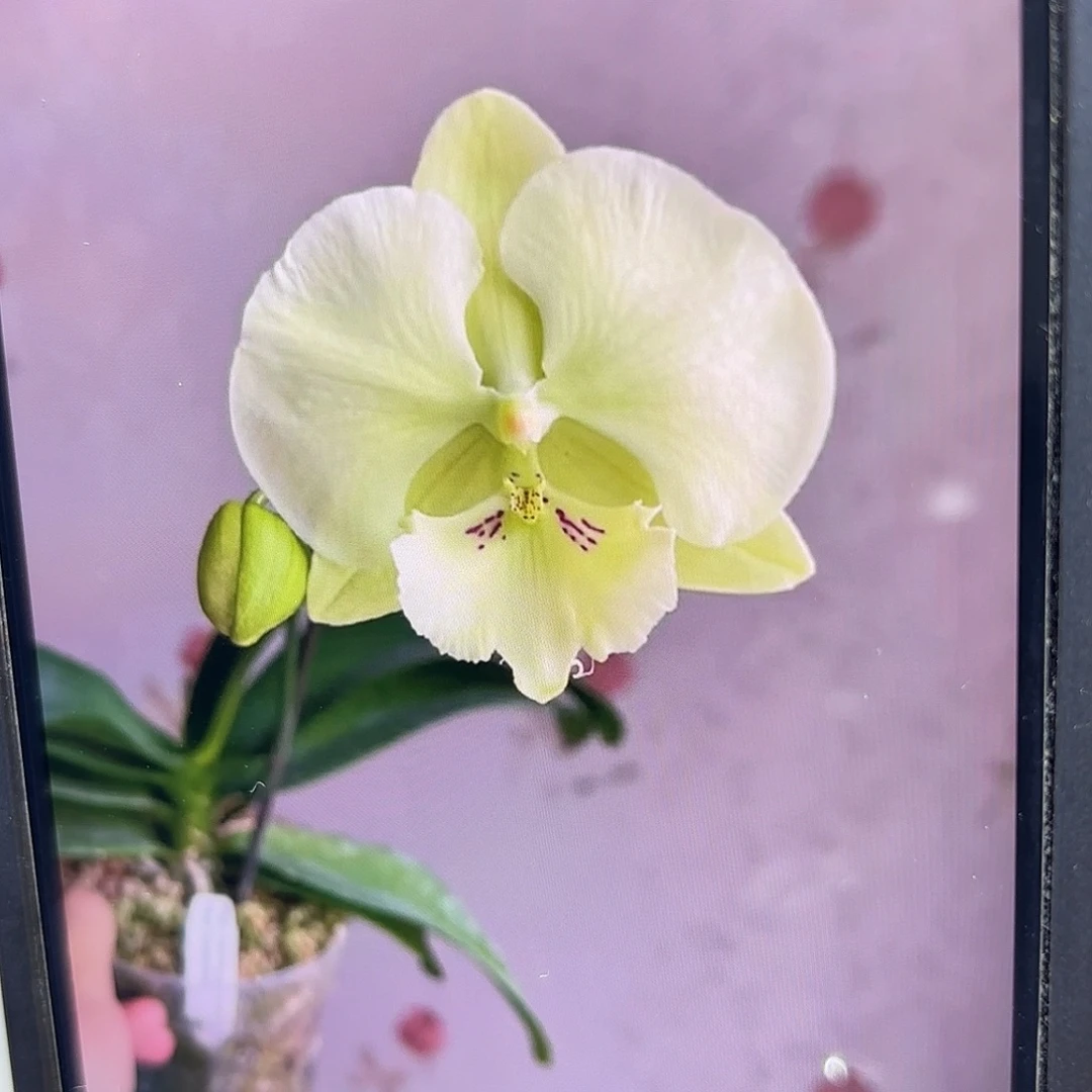 当前无花栽培后可以开花森林之子