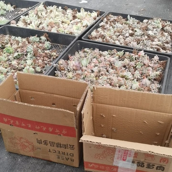 不同品种景天锦5盆包邮（不包偏远地区）