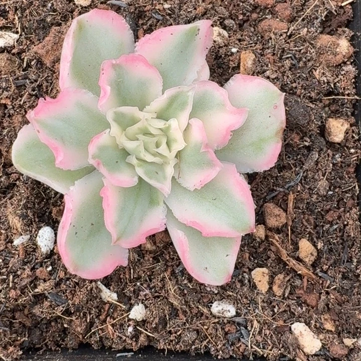 紫蝴蝶锦一物一拍