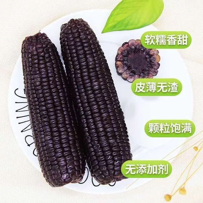 黑糯玉米8根1.6㎏保质期2025年7月10日