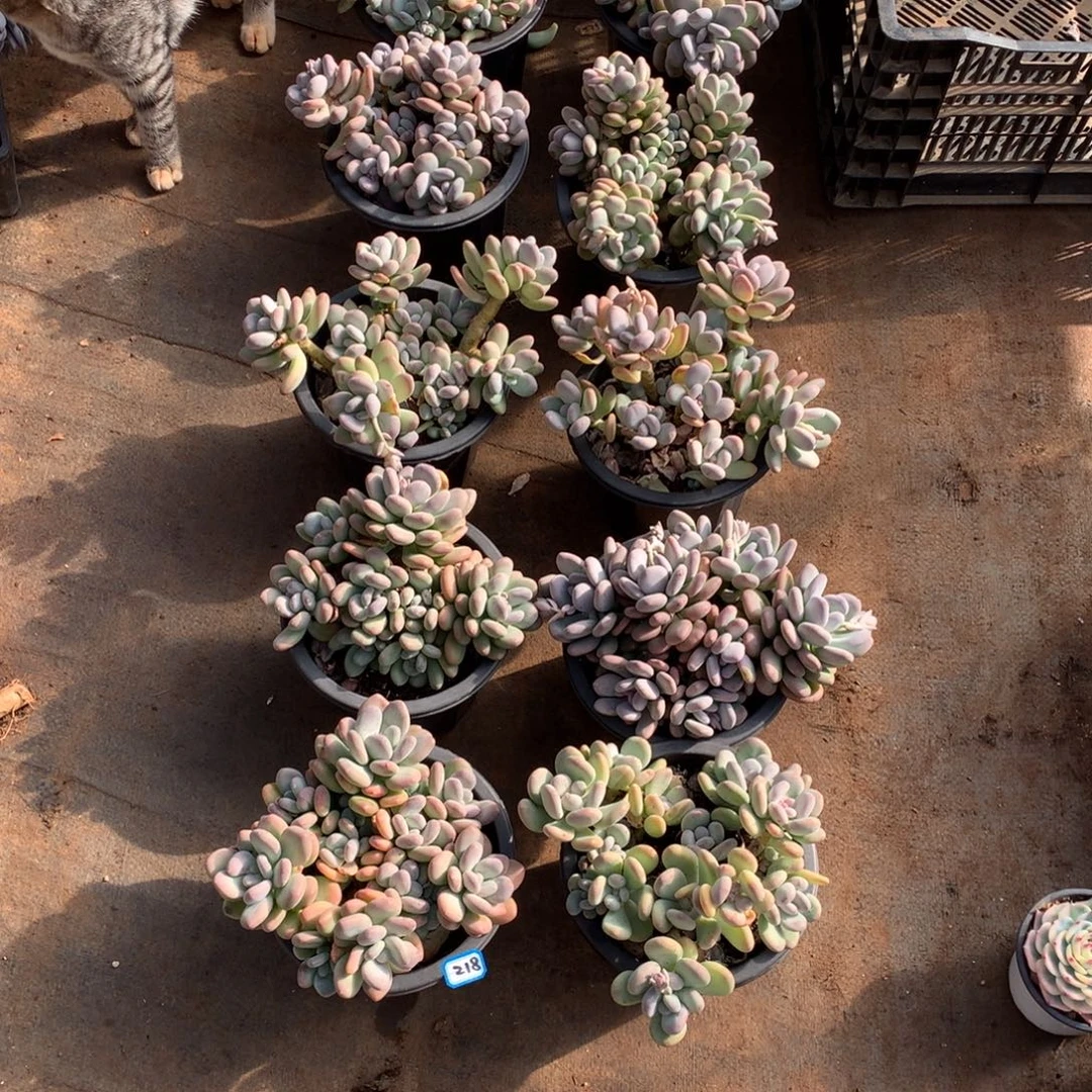 张***凡218。 十二颗 奶杂120米