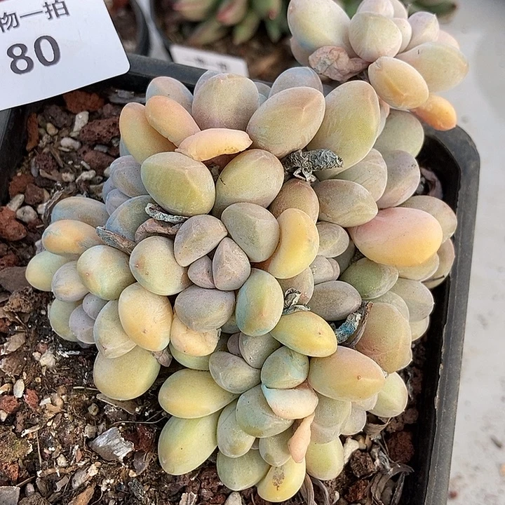 80 一物一拍不退不换