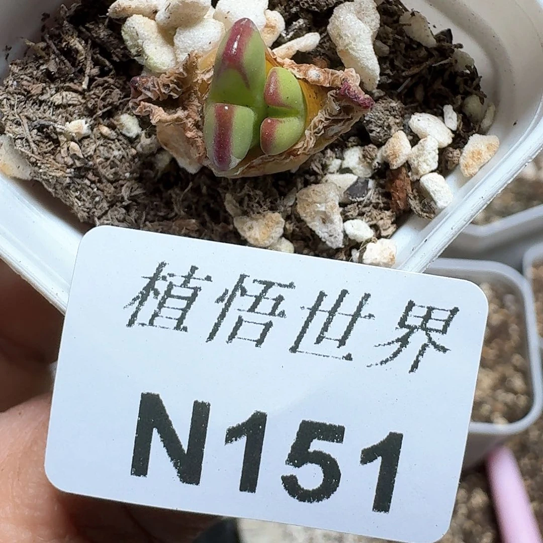151号多肉植物哇f f