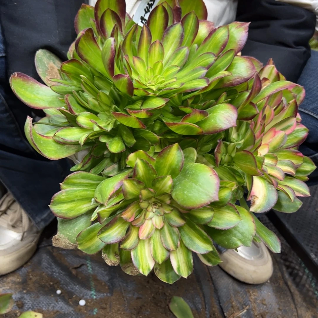435流星雨多肉植物一