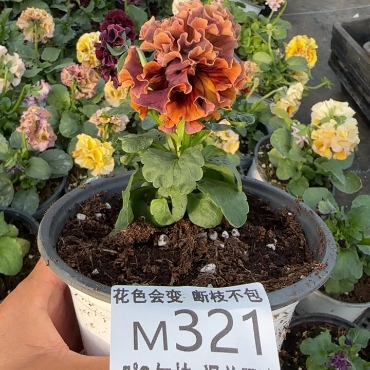 乐***佳无花朵M321角堇小苗一物一拍默认苗晃