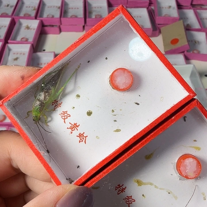 蟋蟀哈哈哈哈哈哈哈哈哈