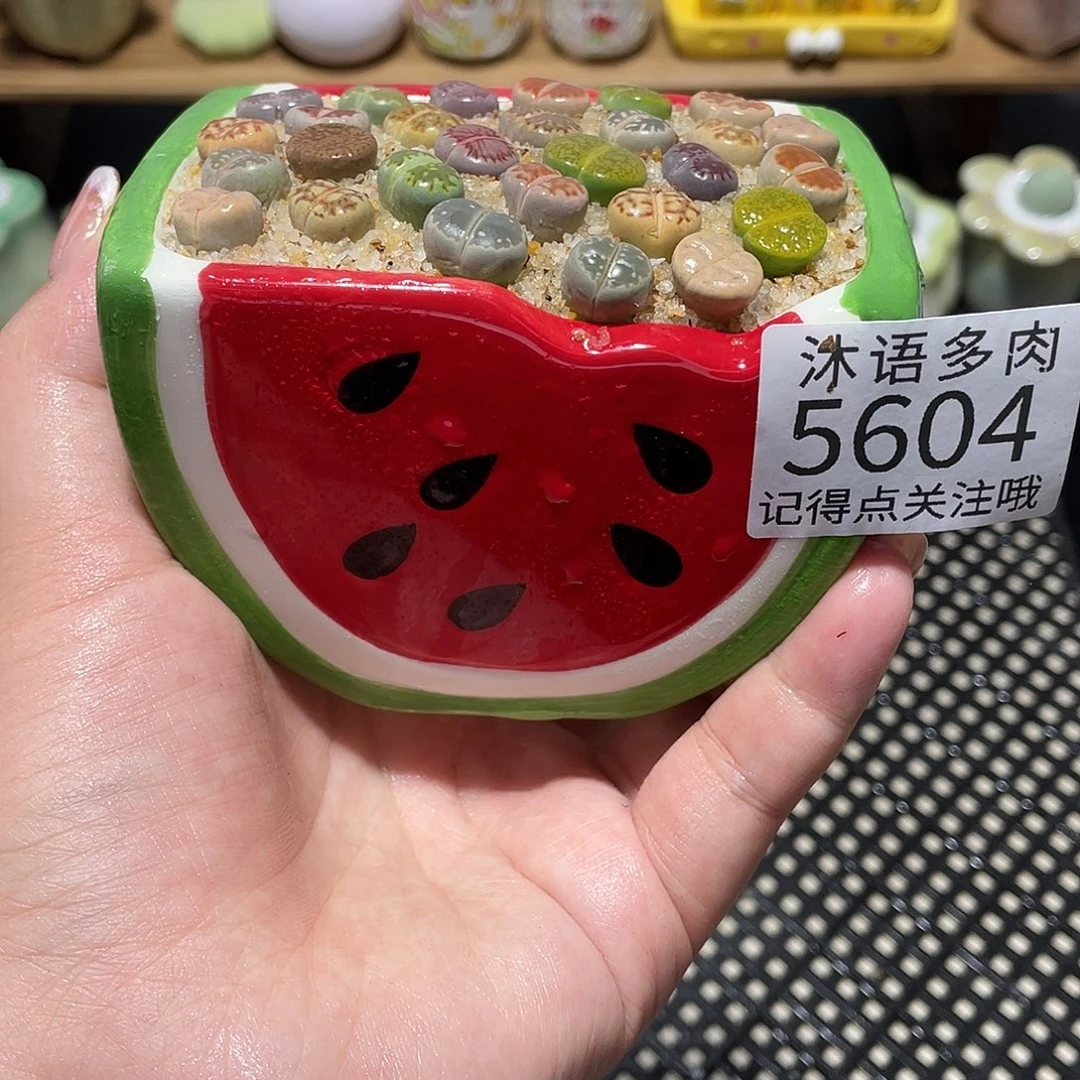 哈***ฅ带盆土植物 一物一拍5604