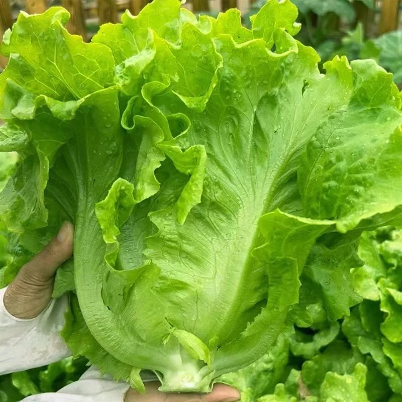 意大利生菜种子脆爽生吃生菜种籽大田庭院阳台蔬菜籽新鲜春季爆品