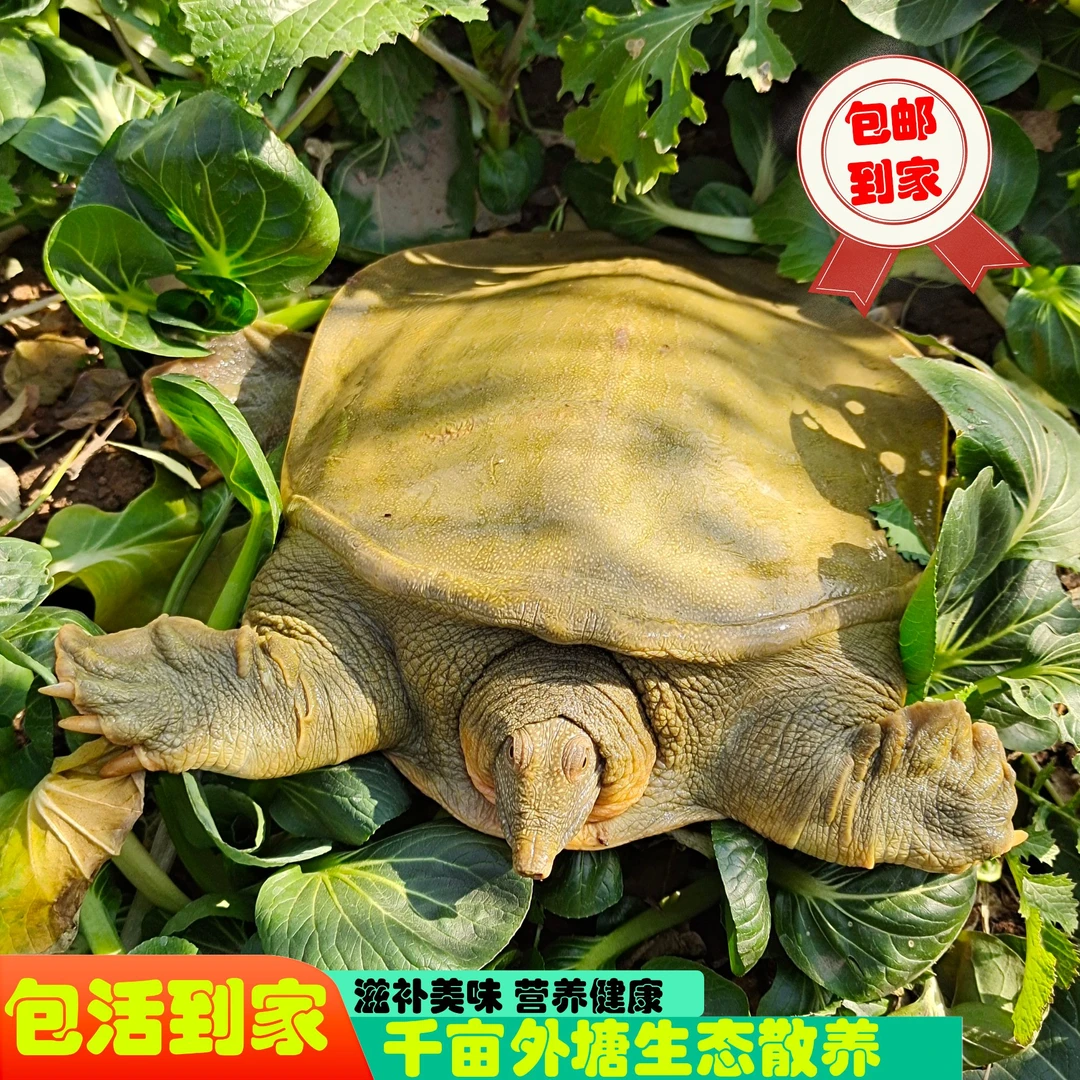 【直播间现挑现卖】青黄背鲜活生态老甲鱼野外放养老鳖外塘水鱼团鱼