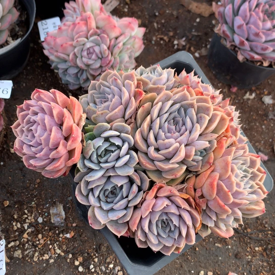 2184新年快乐发发发