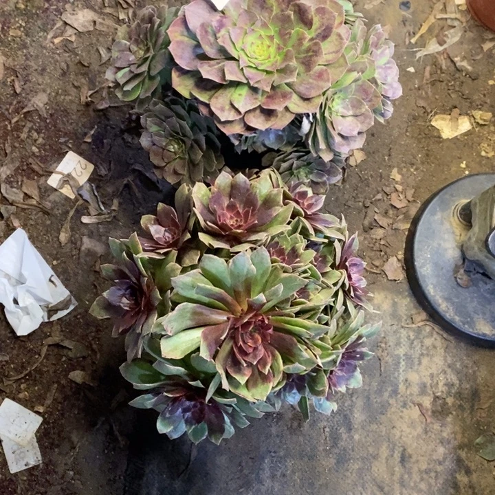 两盆多肉断头不包1329