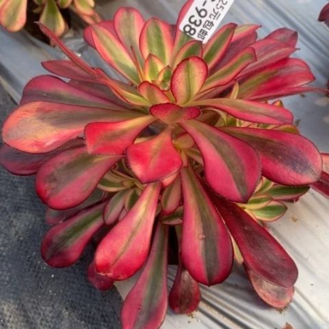 938香奈儿满25包邮多肉