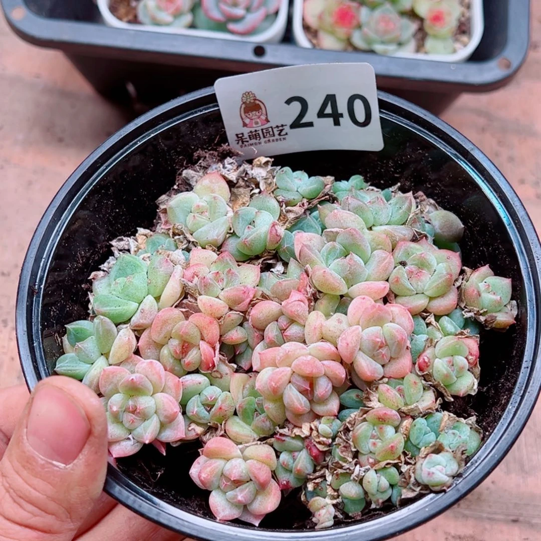 多肉植物多肉植物