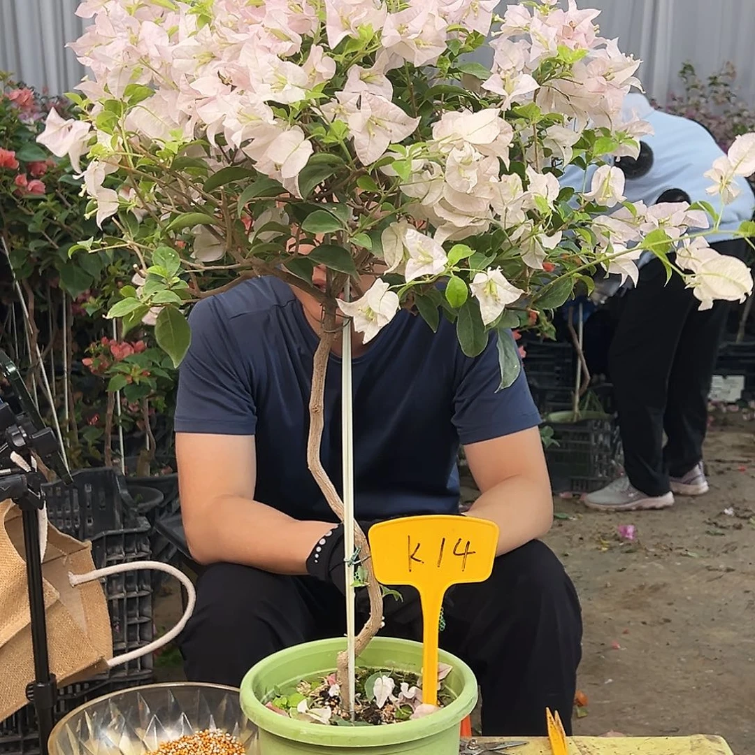 阿***遇大部分花苞少量开放K14苹果花