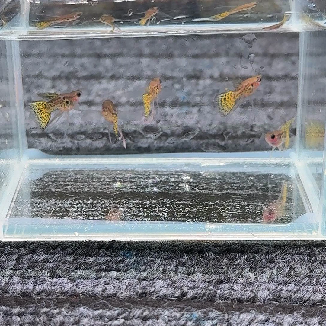 孔雀鱼金属黄蕾丝玻璃猫长公5条