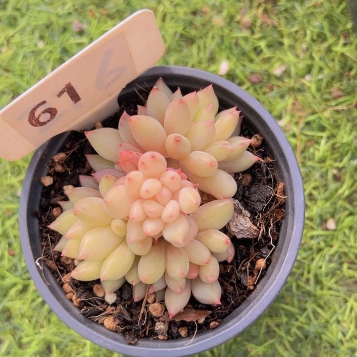 健健康康平平安安