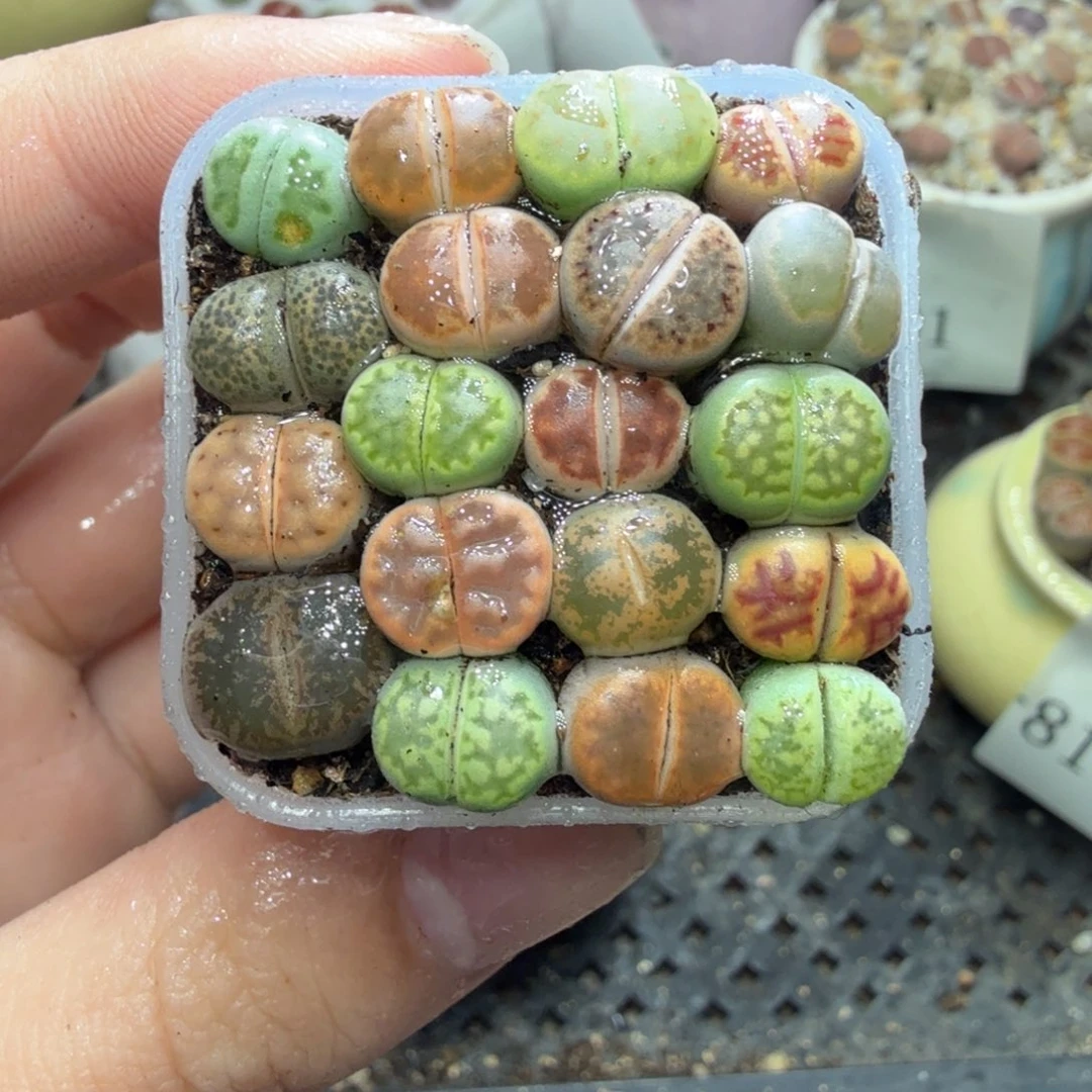 胖***头多肉植物的生长发育和825