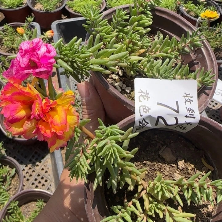 无花朵072网红色小苗两盆