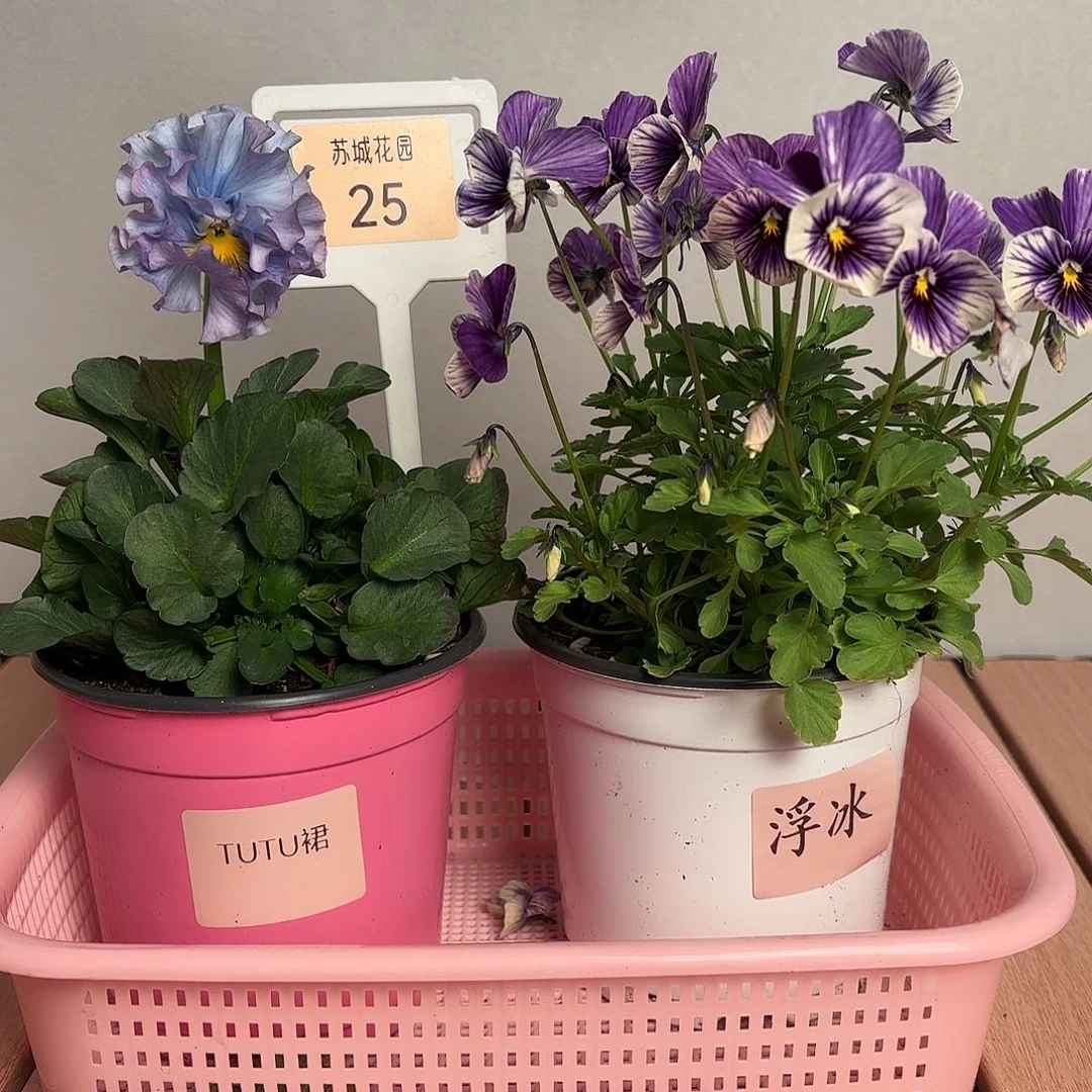 大部分开放少量花苞25