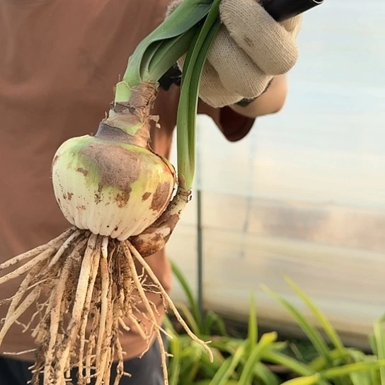 僵尸7+带一个侧芽 包对版