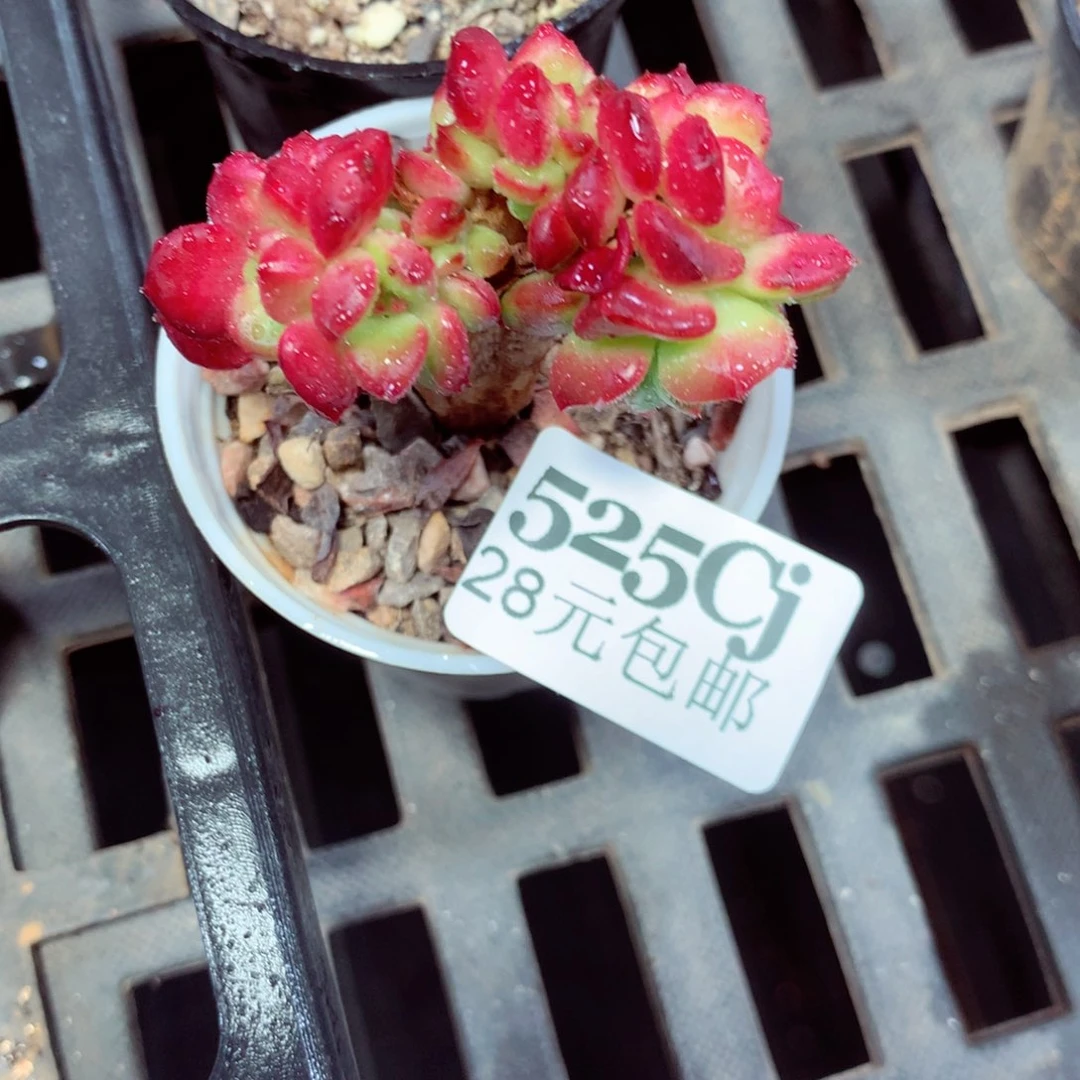 5厘米盆精控多肉525