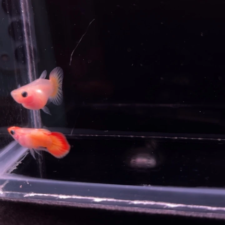 孔雀鱼红头日落玻璃猫球1对