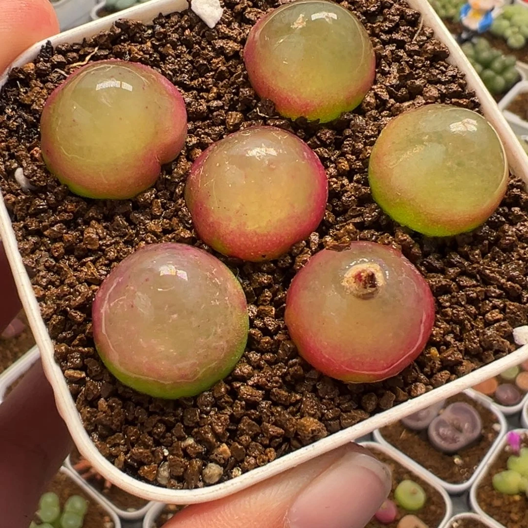 841多肉植物种类多样