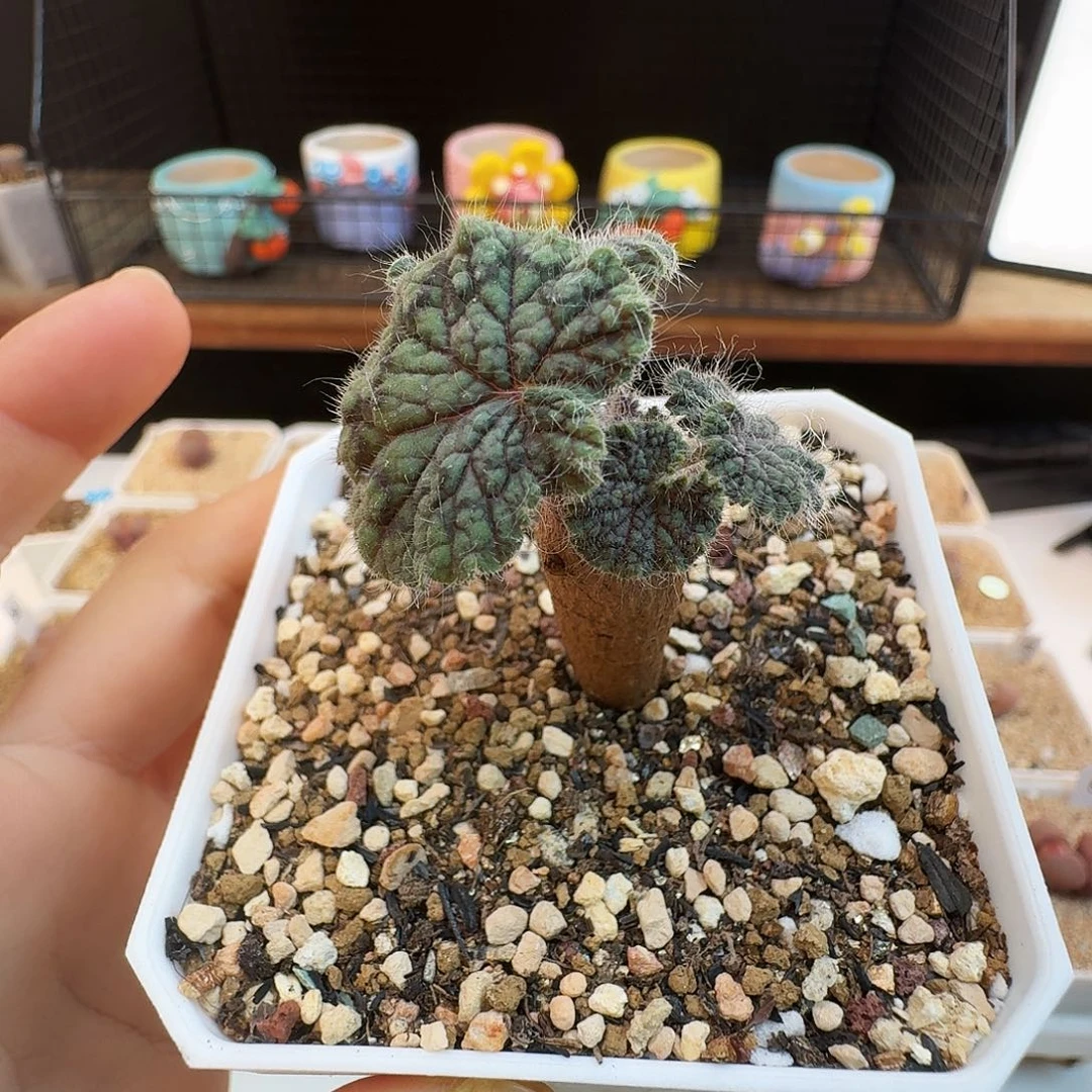 多肉植物福利肉锥792