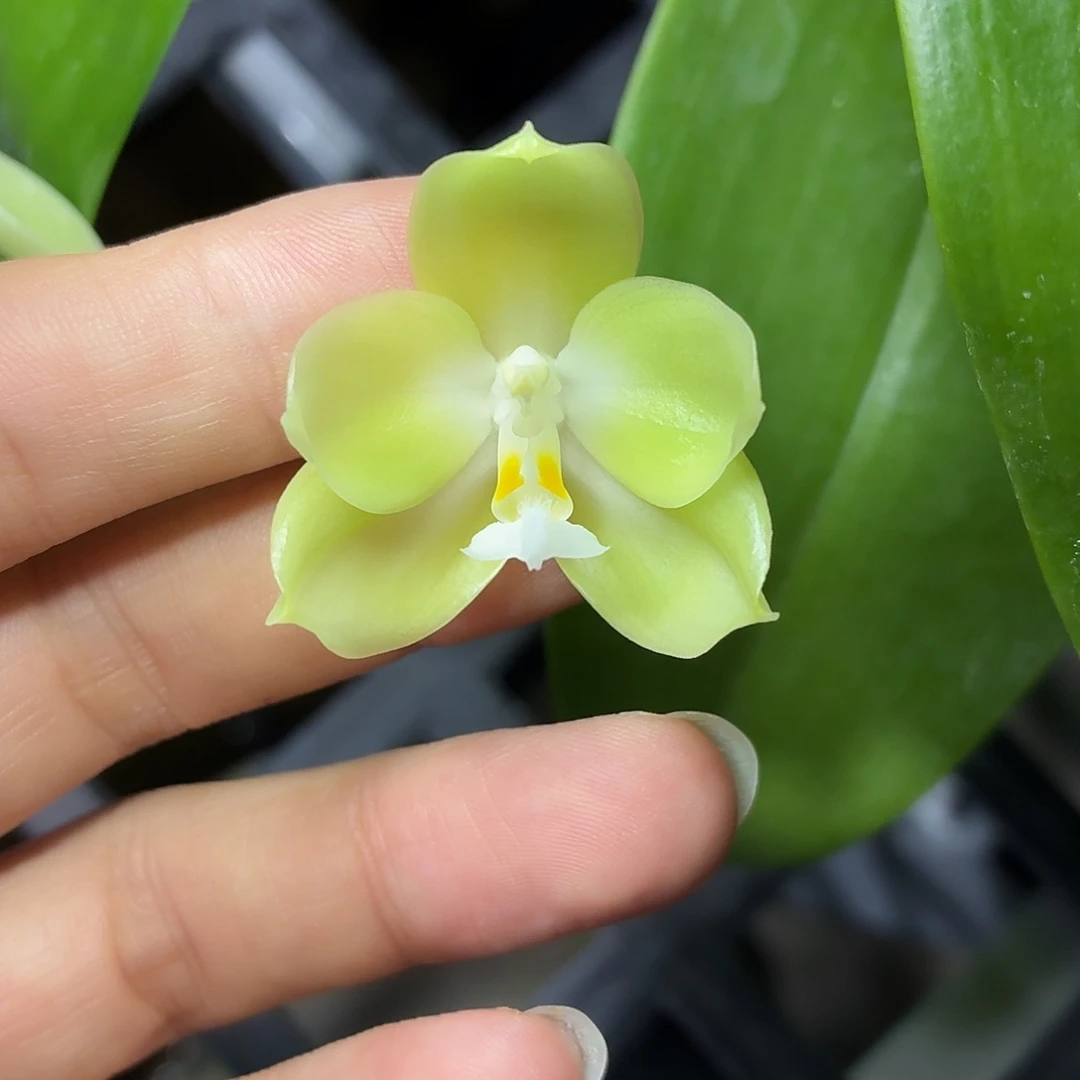 当前无花朵，栽培后可花朵A1722yss1145五花剑