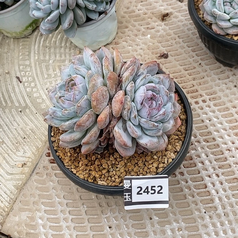 【闪购商品】星影2452