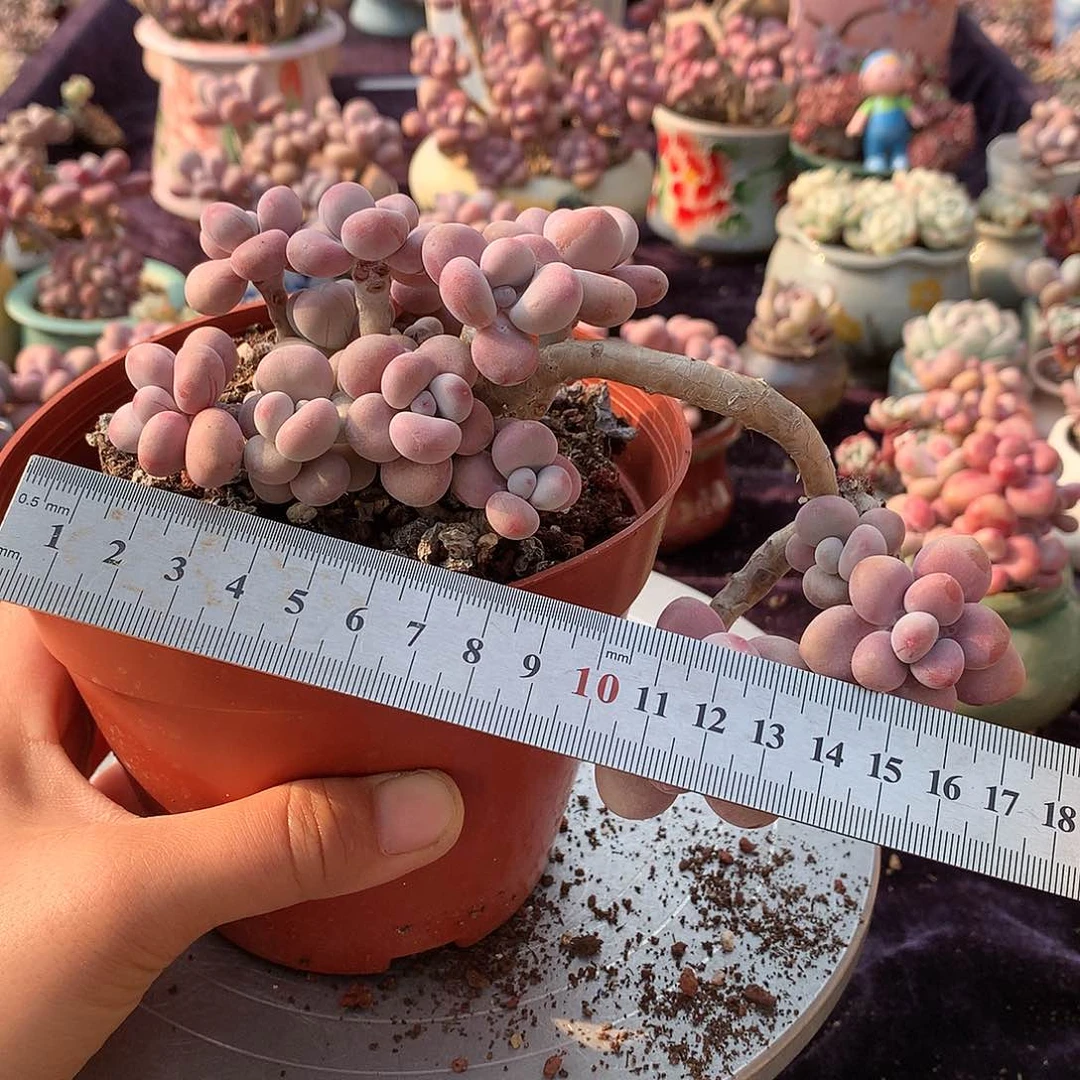 20号不带盆偏远的不包邮的的