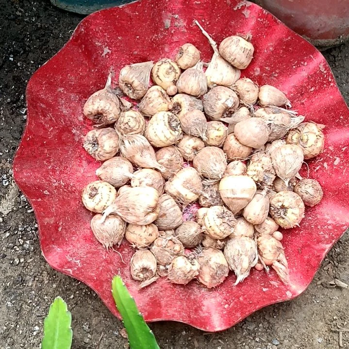 完全开放令箭何花香雪兰种球10个