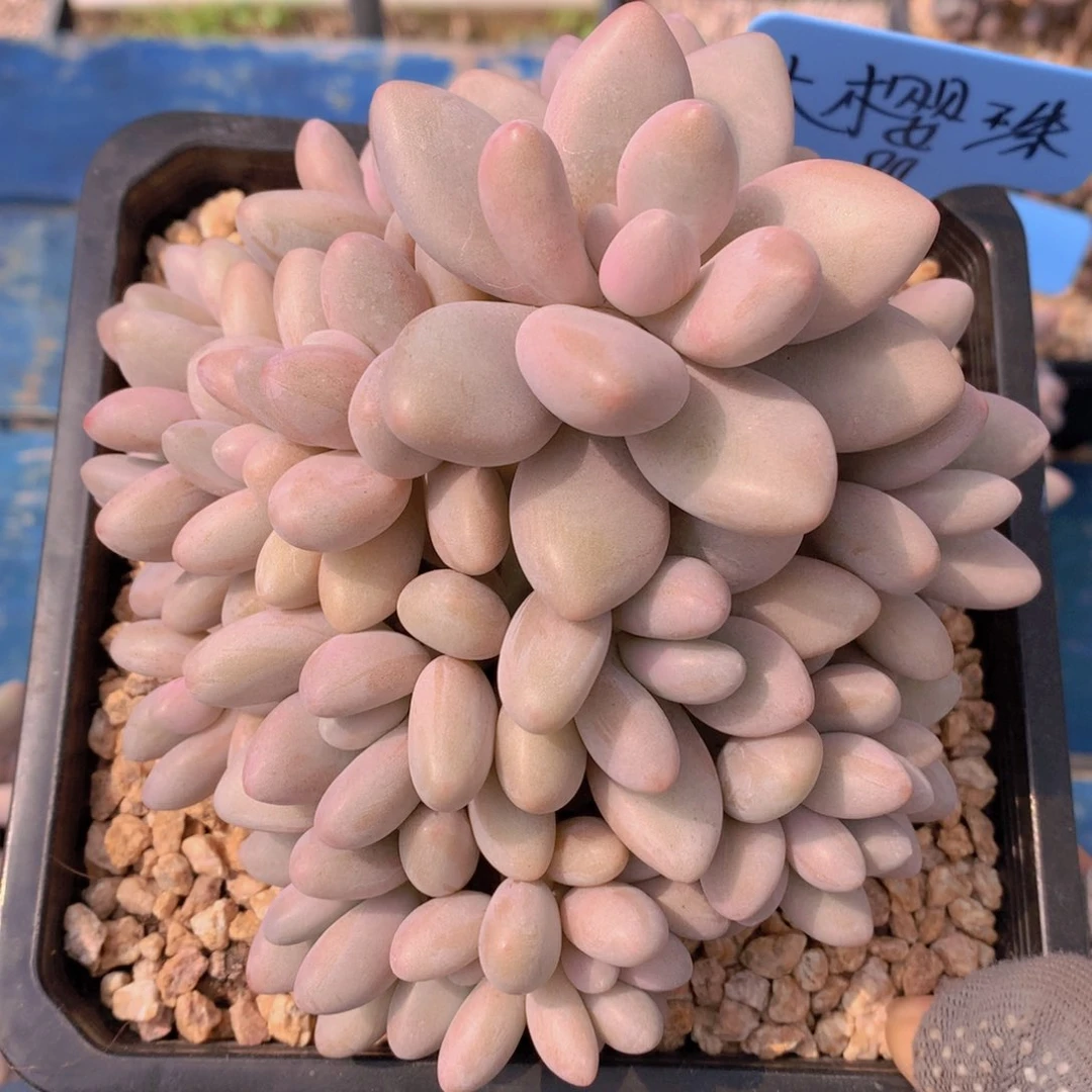 大*珠我家的小姐姐们都是我的小可爱们的