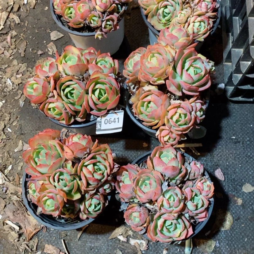 【闪购商品】存*姐克里斯汀0641